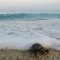 Γεννητούρια για δεκάδες χελωνάκια στο Αλυκό Νάξου (video)